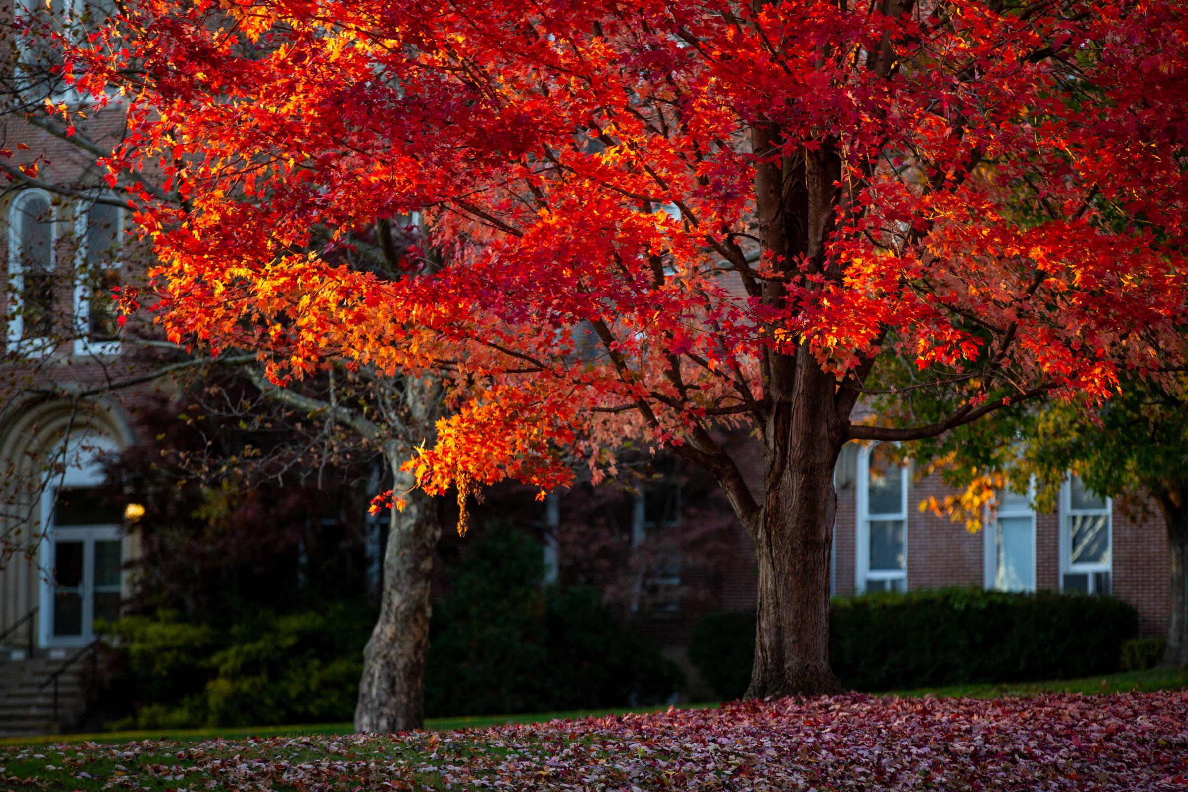 Changing leaves in front of Miller Hall