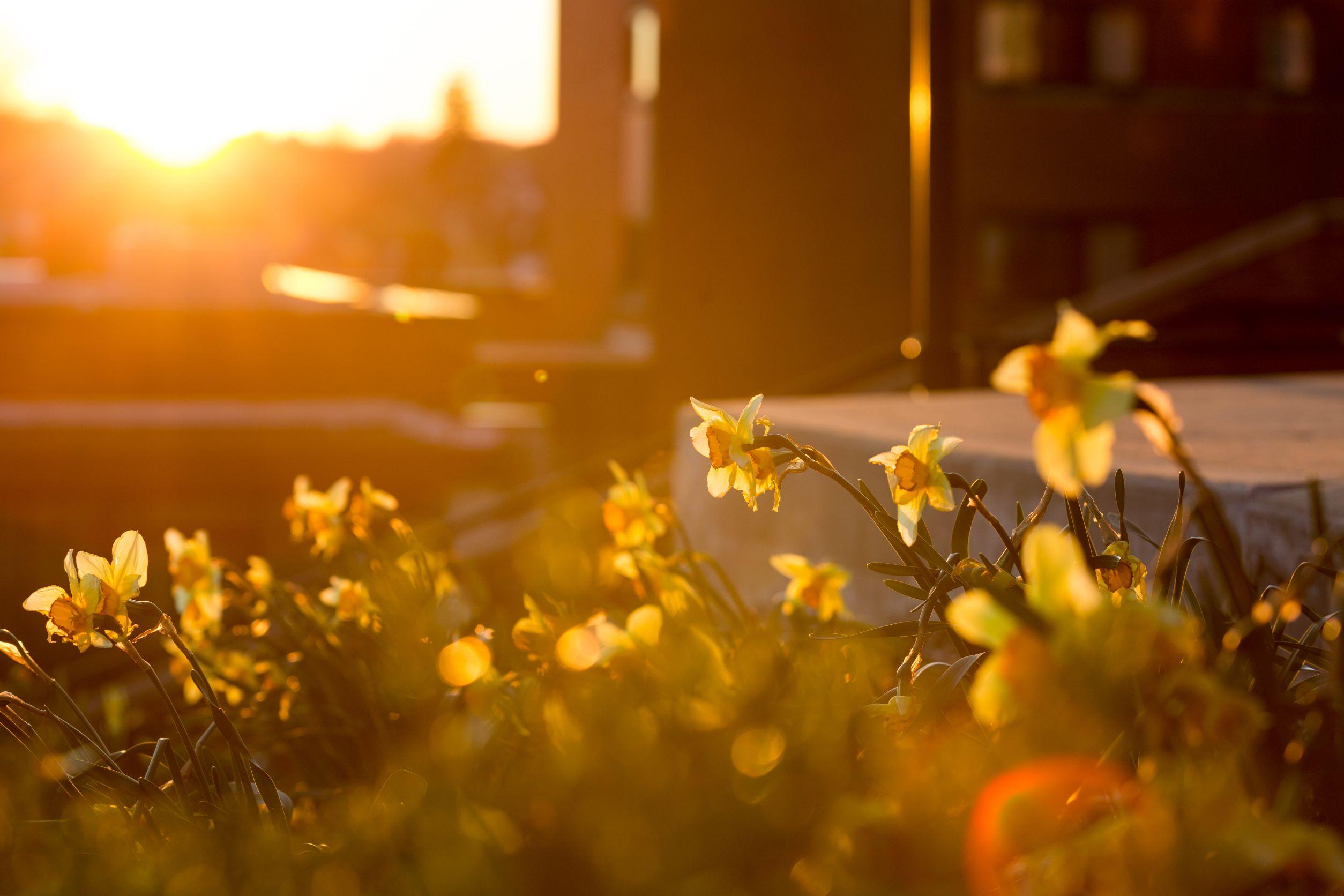 Spring flowers at sunset at Roberts Chapel