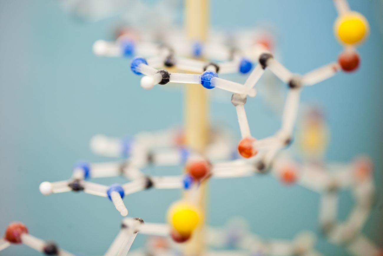 DNA model in our Biology department