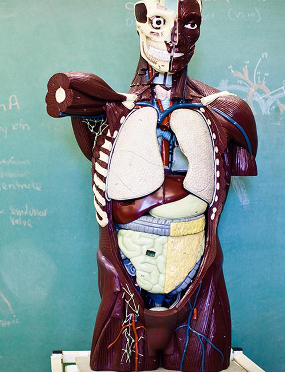 Anatomy Model