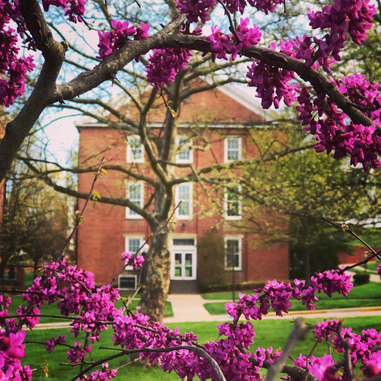 Hanna Hall with spring flowers