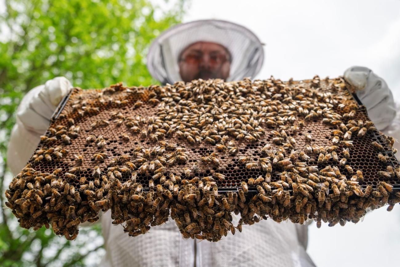 Professor Andy Heisey holds bee hive dressed in beekeeping gear as the advisor of the Beekeeping Club on campus.