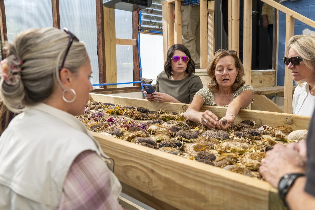 Community members and staff examining dried sunflowers around a table. 