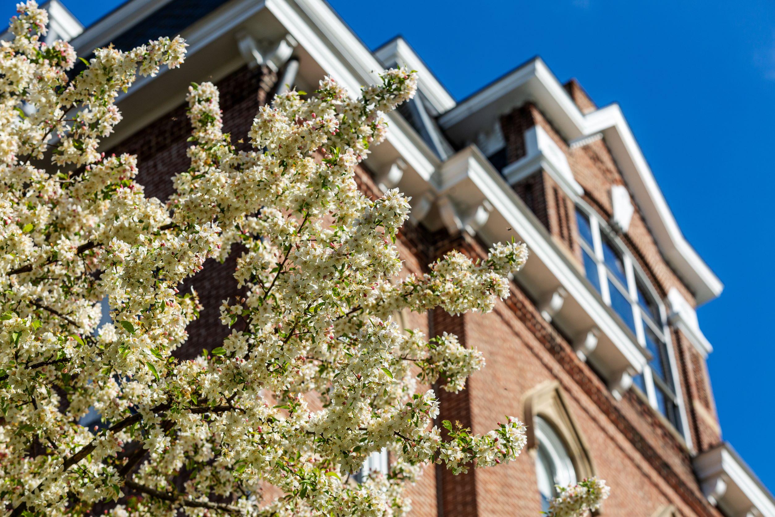 A blooming tree stands in front of a Waynesburg building. The building is pictured from a low angle, causing it to loom over the beautiful white flowered tree. 