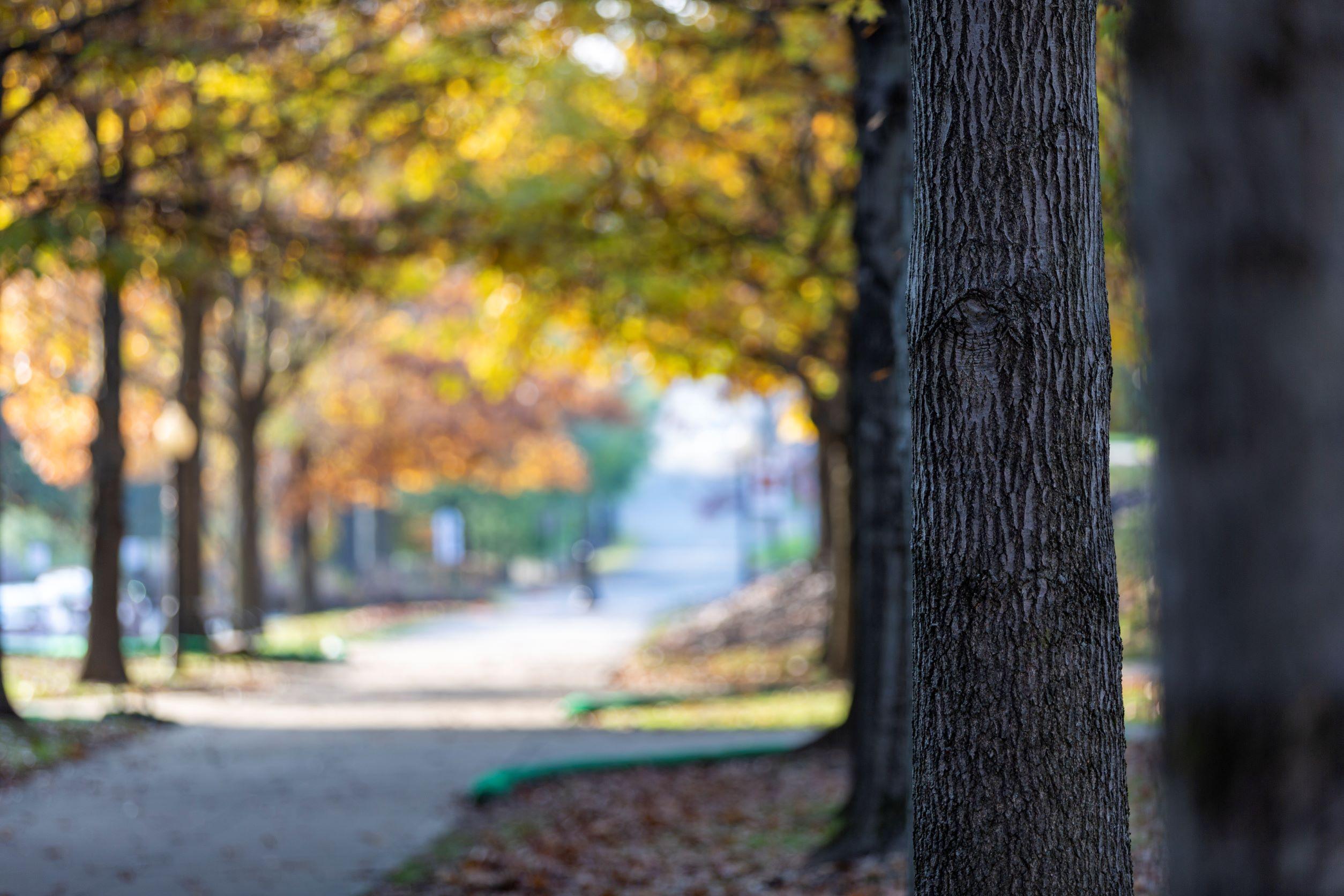 Fall leaves on the sidewalk behind Miller Hall