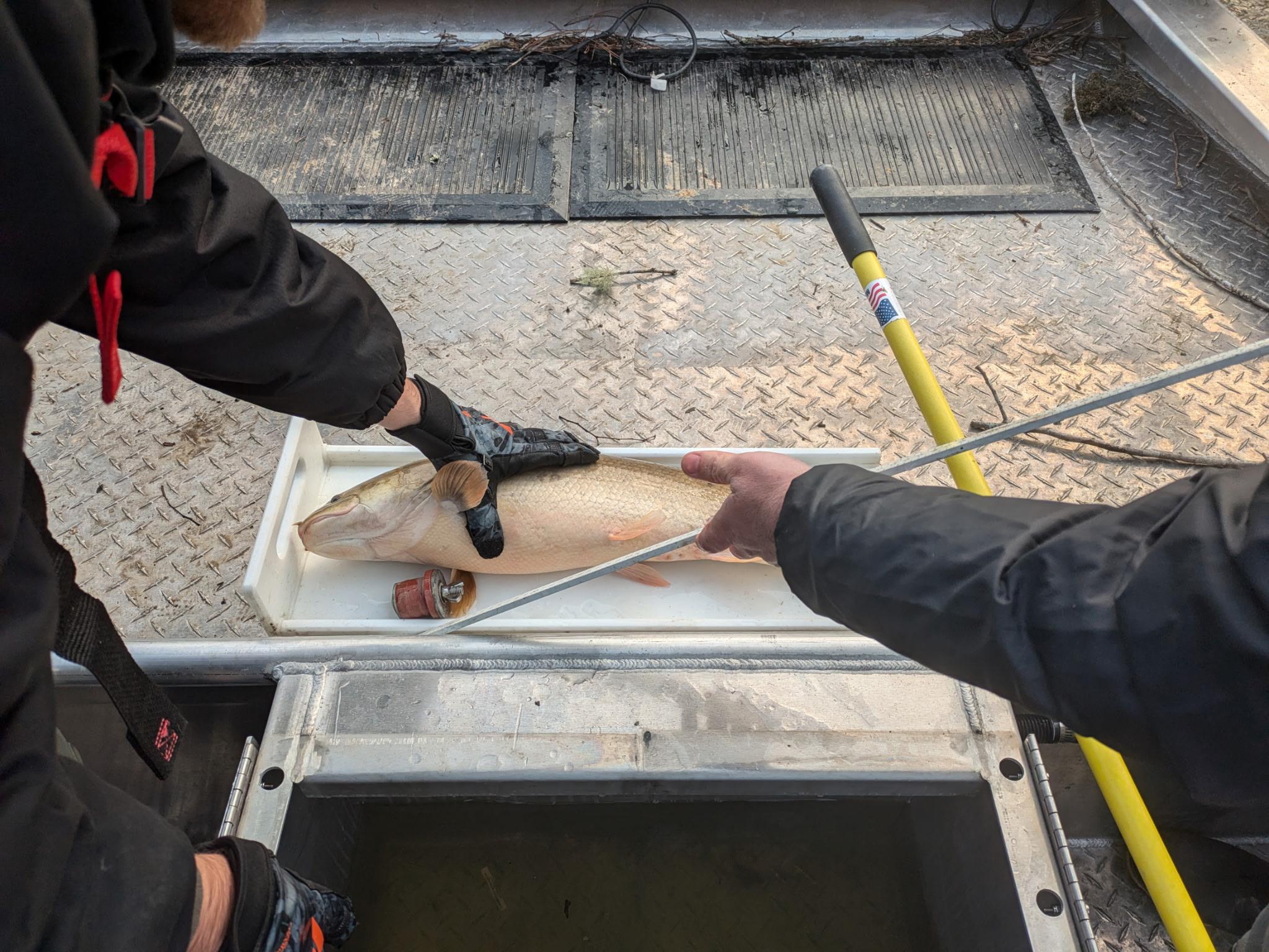 Fish being measured on boat