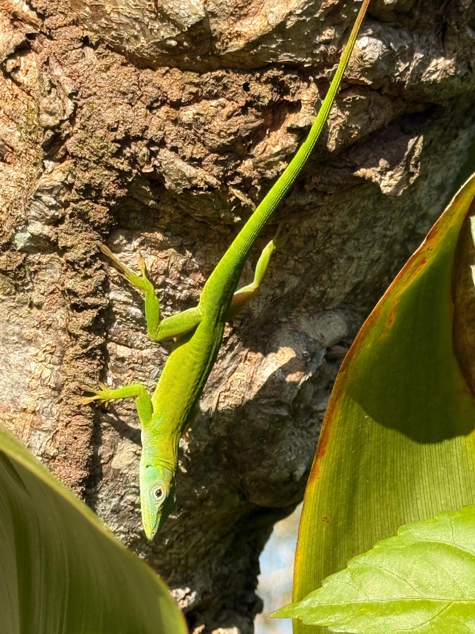 A green lizard rests upside down along a brown rock. Green plants sit below it. 