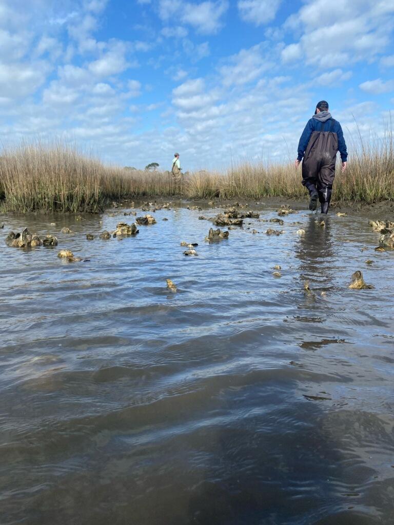 Student wading through water during Marine Biology Field Research Spring Break trip to Dauphin Island, Alabama