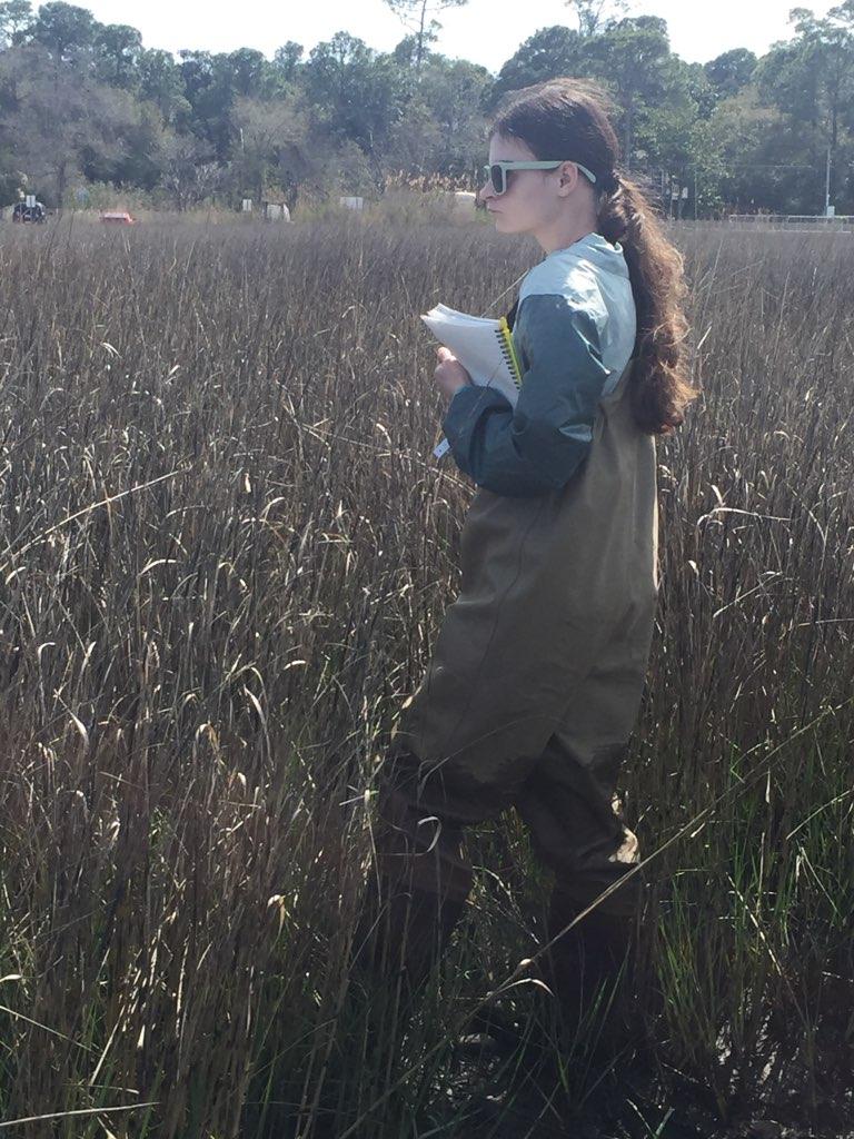Student wading through marsh during Marine Biology Field Research Spring Break trip to Dauphin Island, Alabama