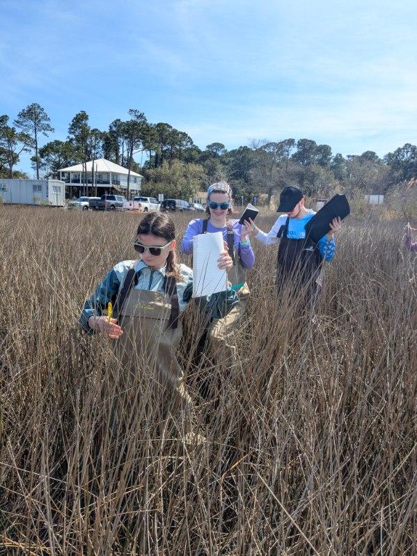 Students wading through marsh during Marine Biology Field Research Spring Break trip to Dauphin Island, Alabama