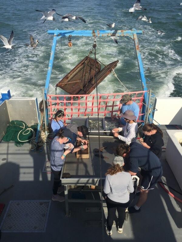 Students conducting research on a boat during Marine Biology Field Research Spring Break trip to Dauphin Island, Alabama