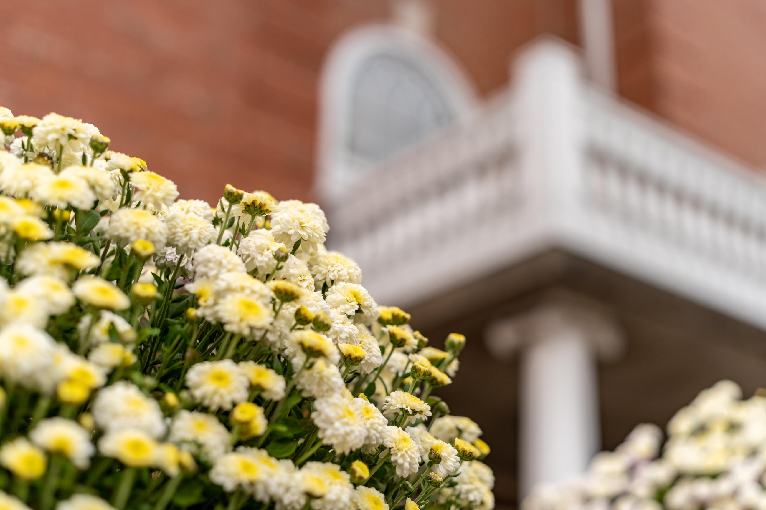 White chrysanthemums blooming in the foreground with the balcony side of Eberly Library in the background 
