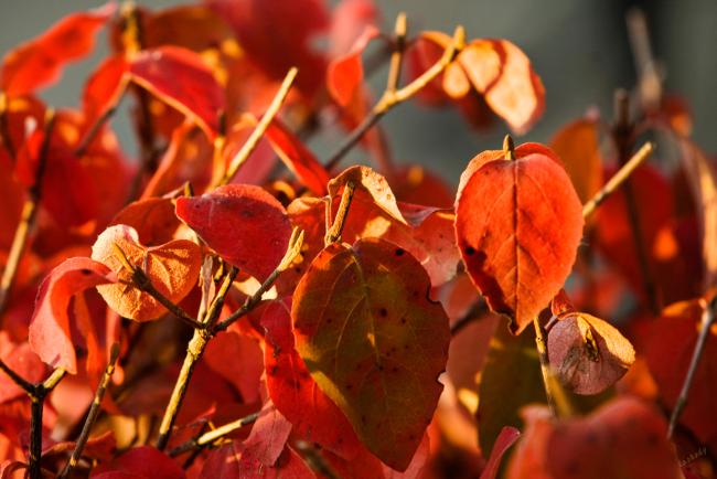 Fall Leaves