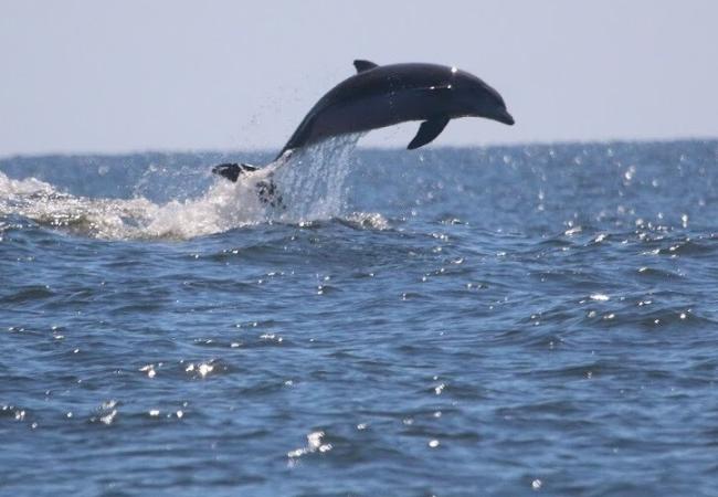 Bottlenose Dolphin