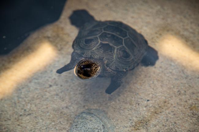 turtle