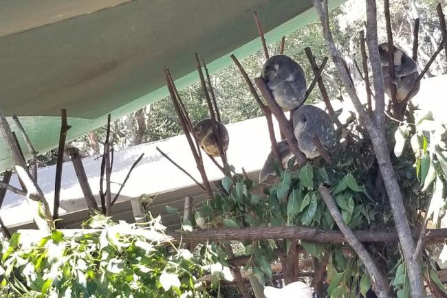 koala