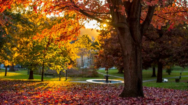fall leaves