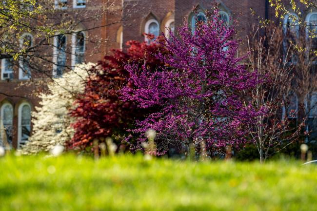 spring blooms on campus