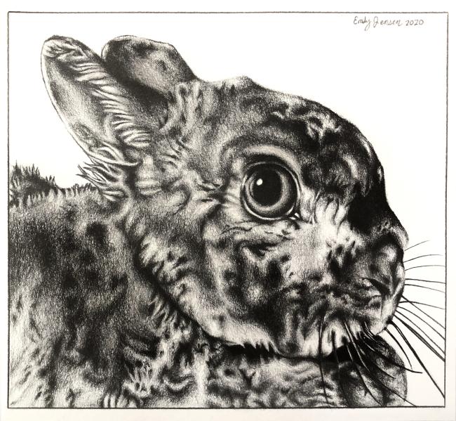 Rabbit