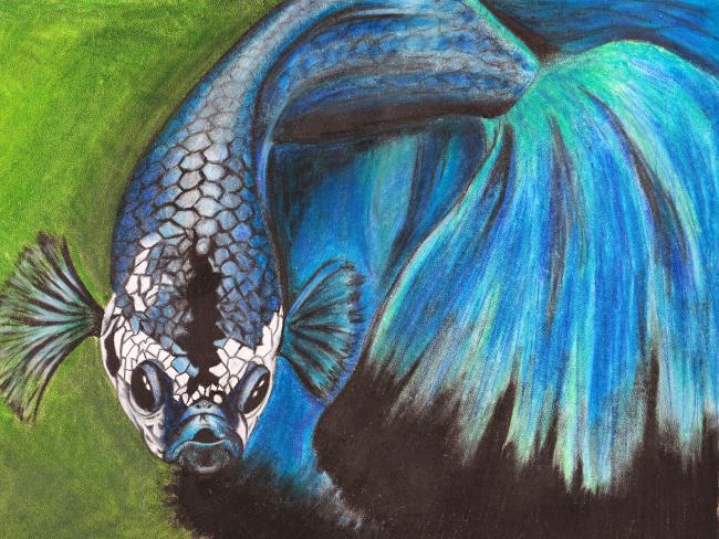 betta painting