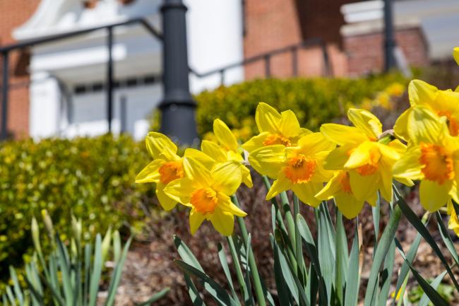 Daffodils blooming on campus
