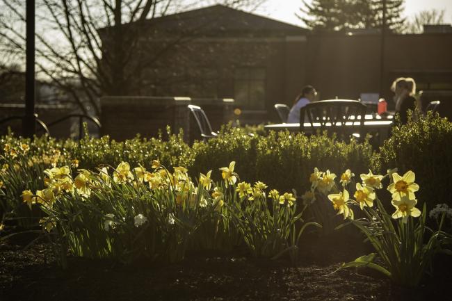 spring flowers