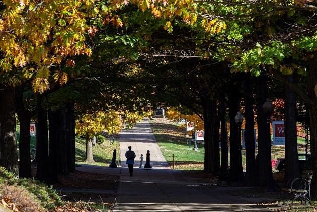 sidewalk lined with trees on waynesburg university's campus