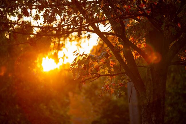 Fall leaves at sunset on Waynesburg's campus