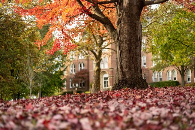 Waynesburg trees in their fall season with orange and red leaves scattered across the landscape. 