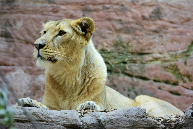 Lioness