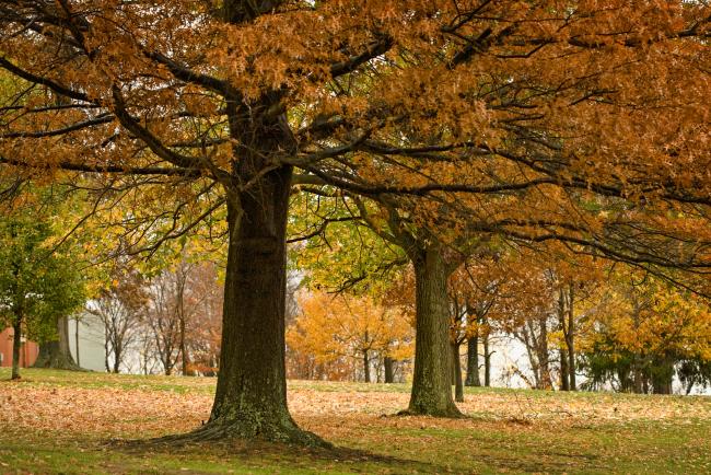 Waynesburg University campus in autumn