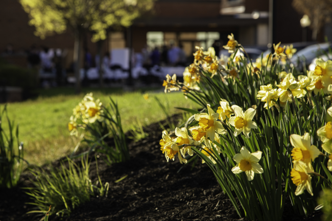 Daffodils growing on the hillside of Roberts Chapel, with Benedum Dining Hall in the background